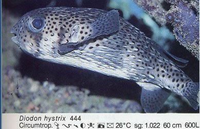 Diodon hysstrix